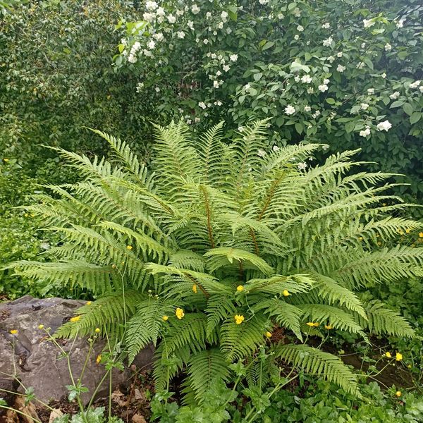 Fern