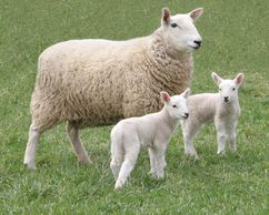 . Ewe sold to Mike Maloy, Highland County,VA