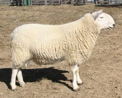Highland Chieftain, son of AHF 2558, he was top seller at the Virginia ram test. We bought him ourse