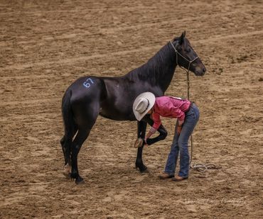 A cowboy inspects a black horse's hoof in an arena.