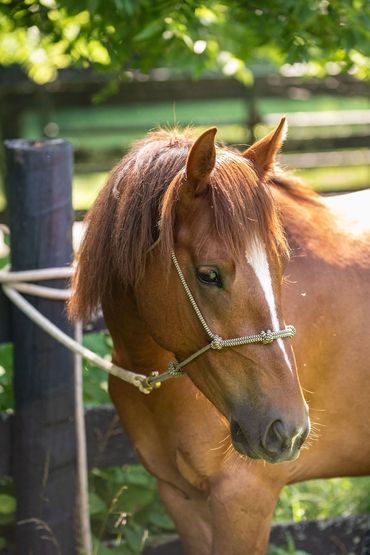 Close-up of a brown horse with a white stripe on its face in a sunlit paddock.