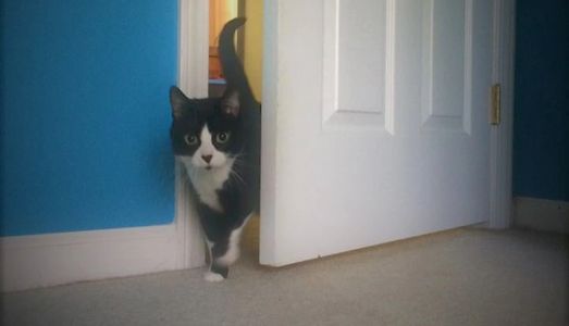 TheDoorLatch Door Buddy Flex Latch Cat Door Latch Door Prop Dogs Out of litter Cats