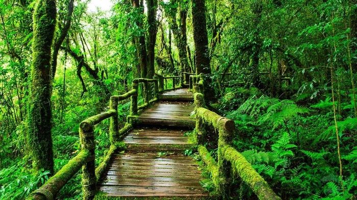 Path