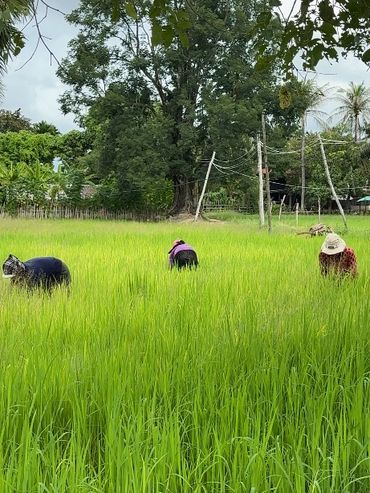Three people working in a lush green rice field under a cloudy sky.