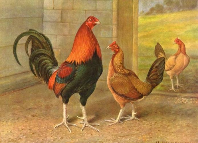 A pair of large partridge-bred Black Reds and Wheaten hen painted by Herbert Atkinson.