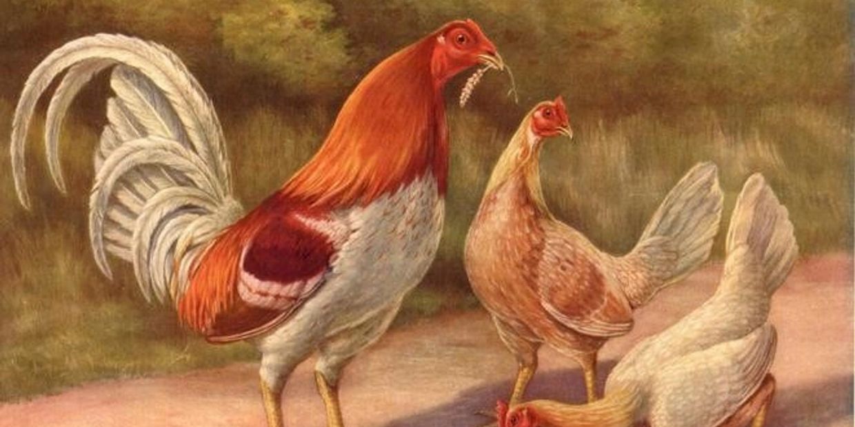 A bloodwing Pile cock and hens by Herbert Atkinson.