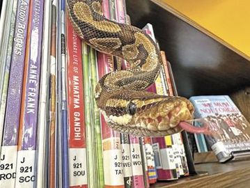 A snake slithers over a bookshelf filled with various books.