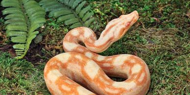 Albino python coiled on mossy ground.