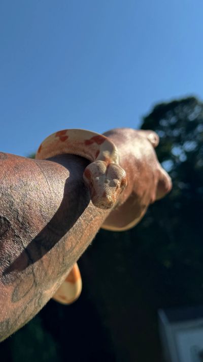 Snake coiled on arm under clear blue sky.