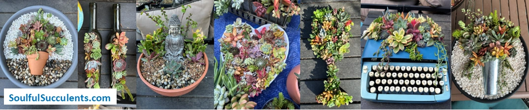 Succulent gift designs by SoulfulSucculents.com.