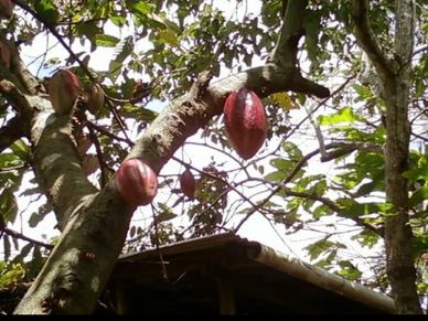 wholesometarian chocolate