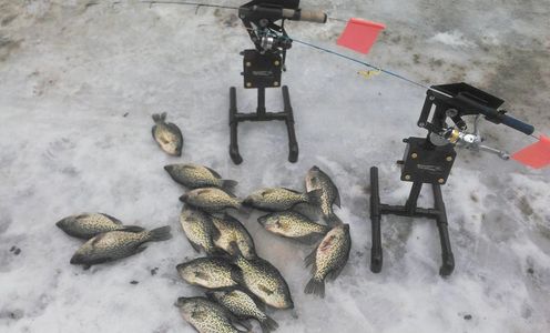 Automatic Jigging Tip Down catching crappies 