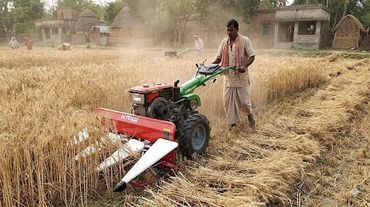 A farmer harvesting wheat using a small agricultural machine in a rural field.