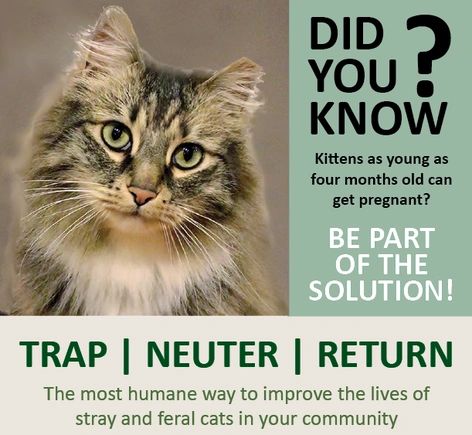 Info on TNR cats