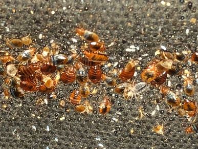 Bed Bugs Treatment - Bedbugs Treatment Service