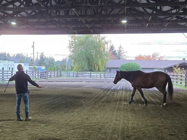 Person lunging a horse inside a covered arena.