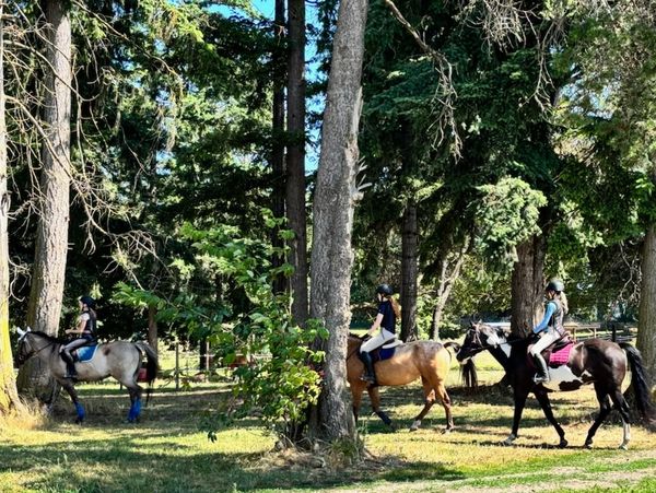 Three riders on horses in a wooded area on a sunny day.