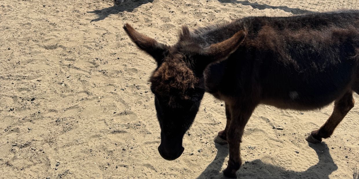 A dark brown donkey standing on sandy ground with sunlight casting shadows.