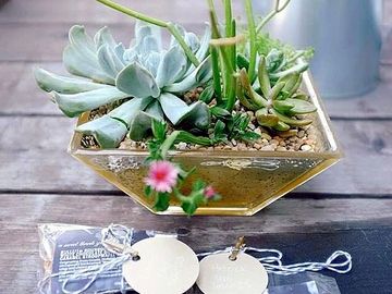 Succulents Arrangements by MomZee Jen