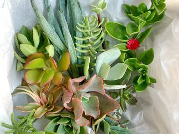 Bella Starter Succulent Set by MomZee Jen