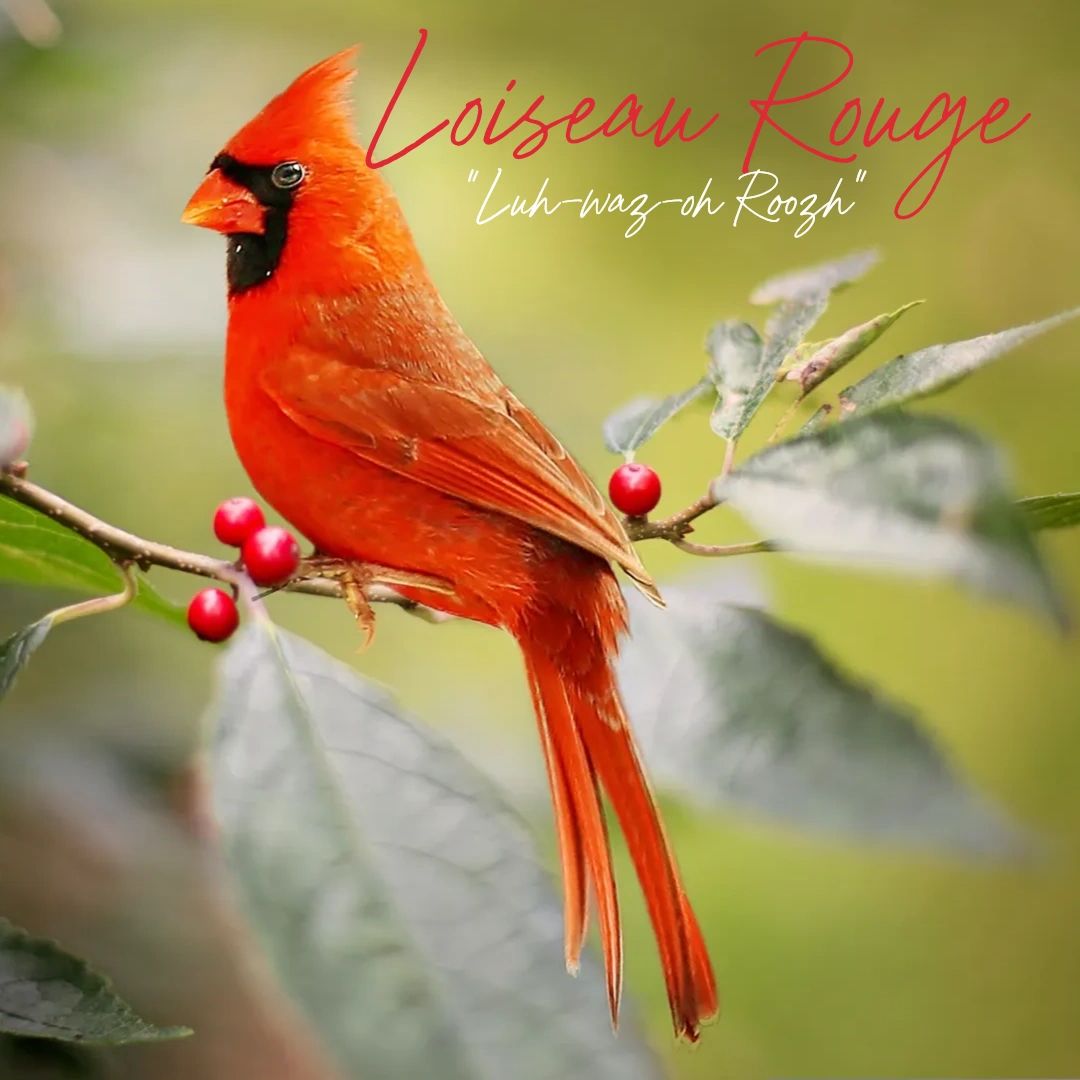 Loiseau Rouge
(luh-waz-oh roozh)