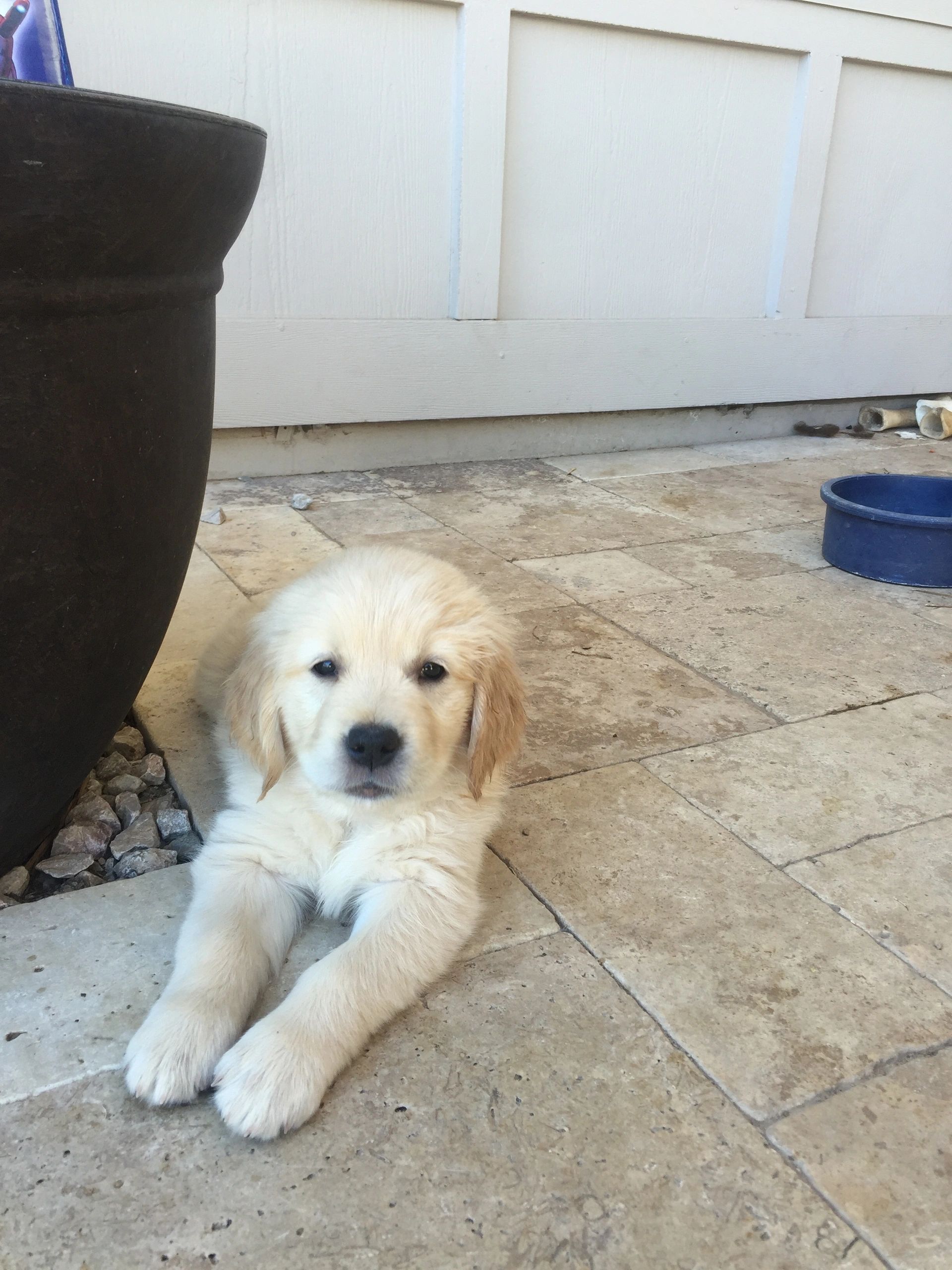 Golden Grace Kennel