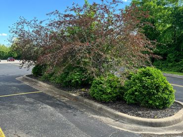 A landscaped median with lush green and reddish bushes in a parking lot under a clear blue sky.