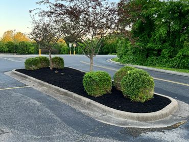 Landscaped island with trees and shrubs in a parking lot.