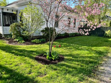 Blossoming pink tree and tulips in a sunny garden beside a white house.