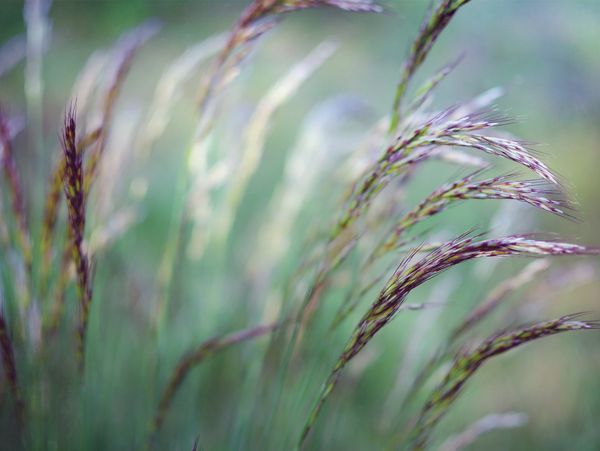 Grasses, prairie planting for contemporary garden design and garden landscaping Essex and Suffolk 