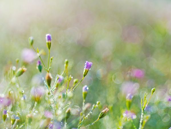 Field flowers, wild flowers, meadow planting for garden design and garden landscaping Essex