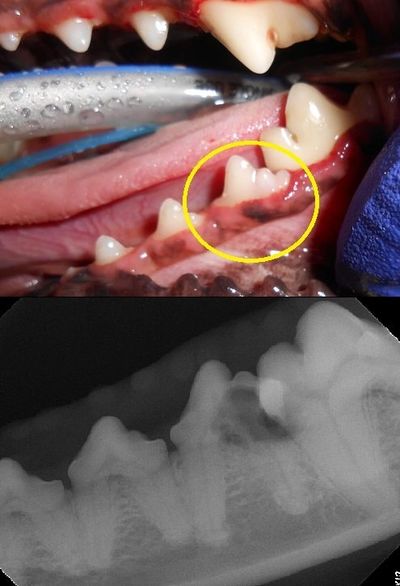 Dental radiograph