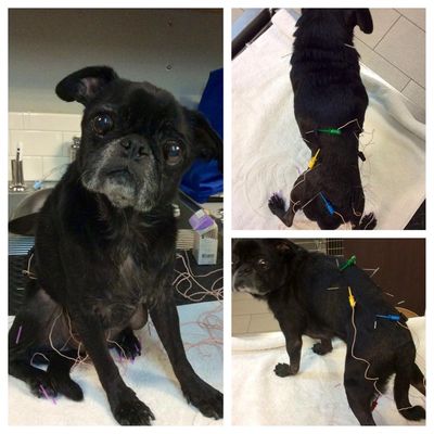 Dog receiving acupuncture