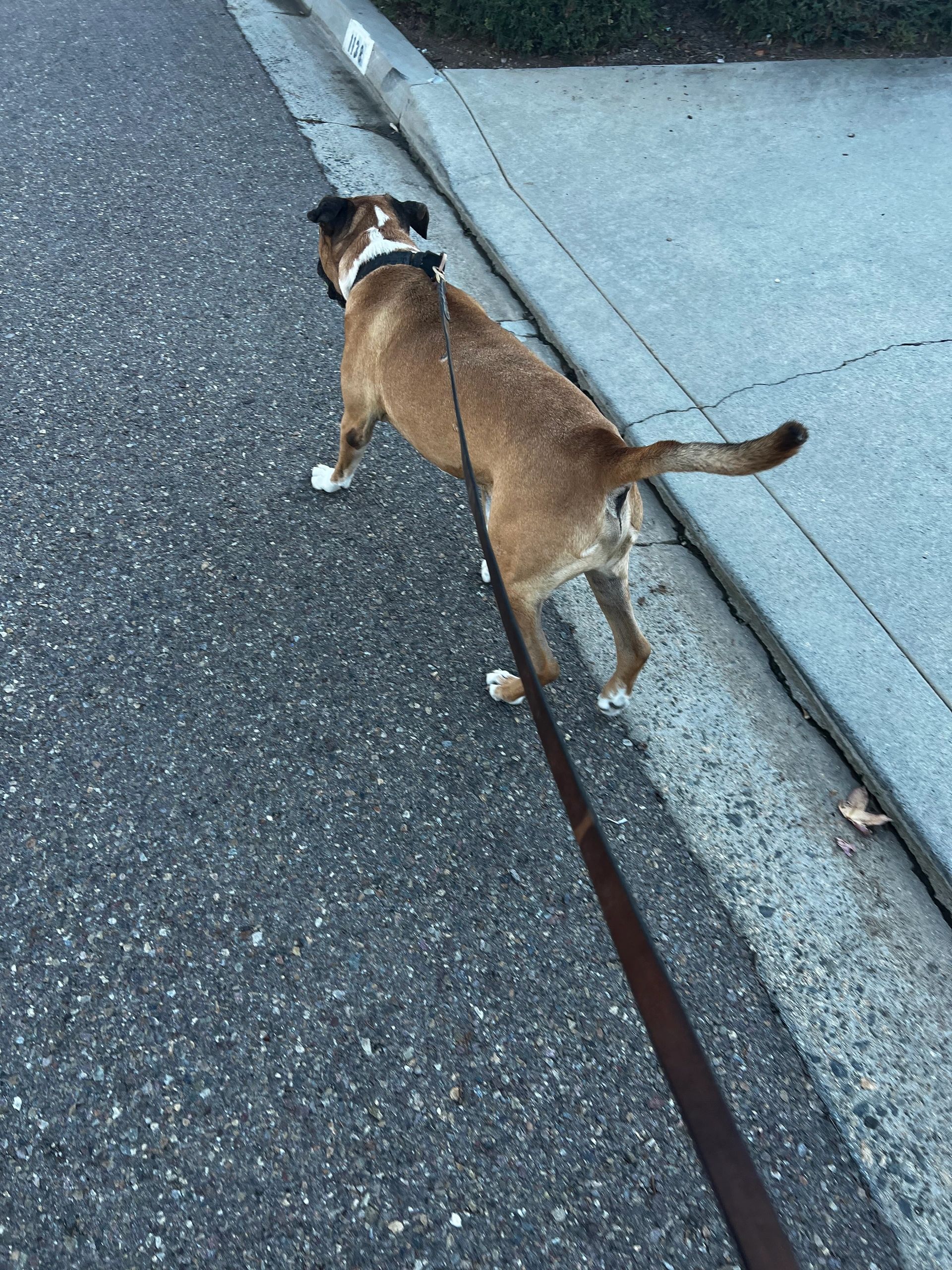 Dog walk during drop in