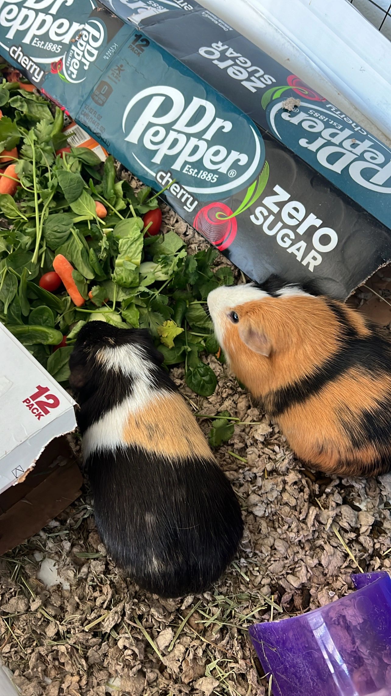 Guinea pigs