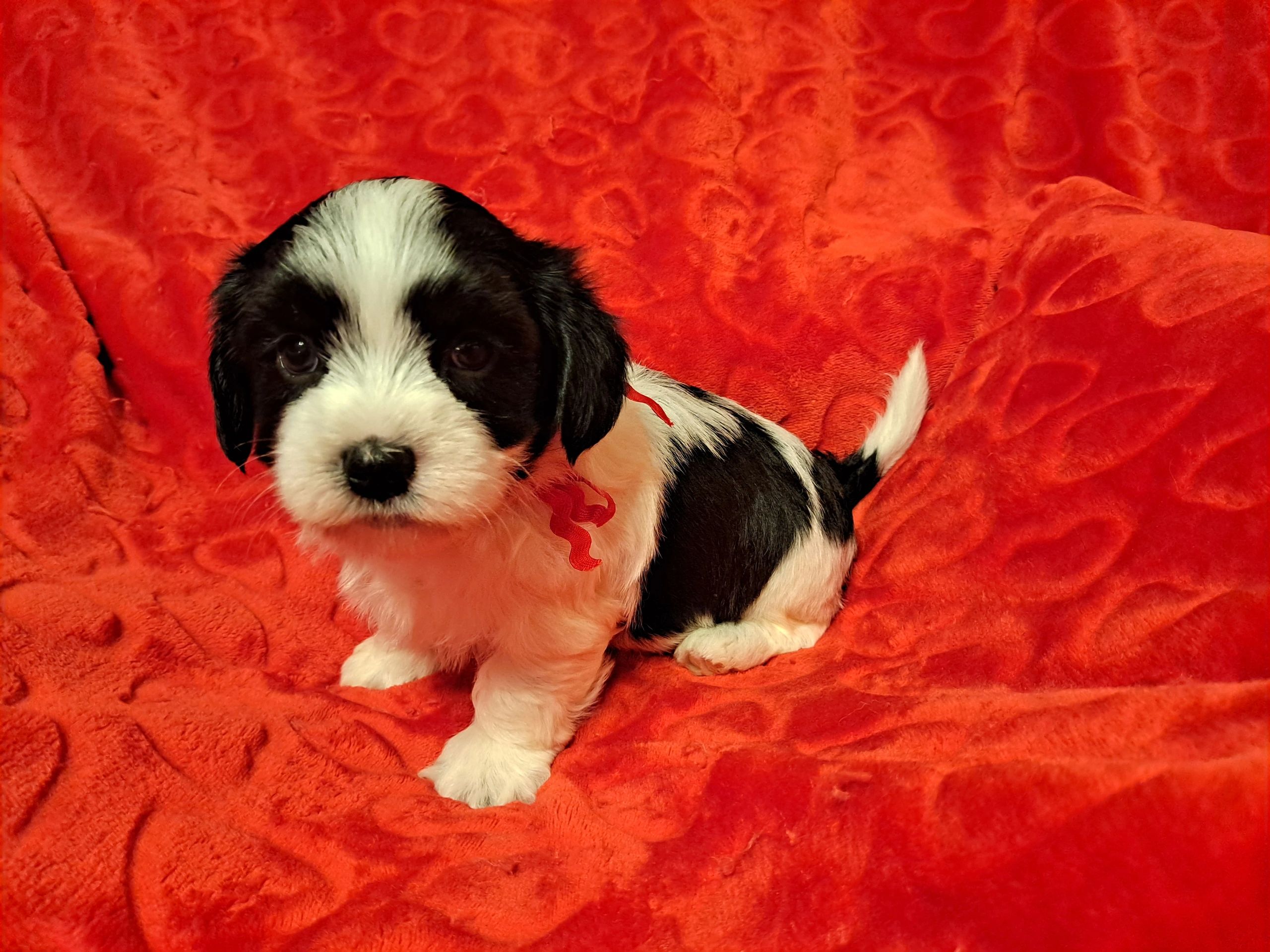 Havanese puppy for sale, cupids havanese, ohio havanese breeder