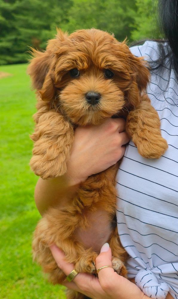 red havanese puppy, red havanese, havanese ohio. havanese breeder, akc , jubilent, next day pets