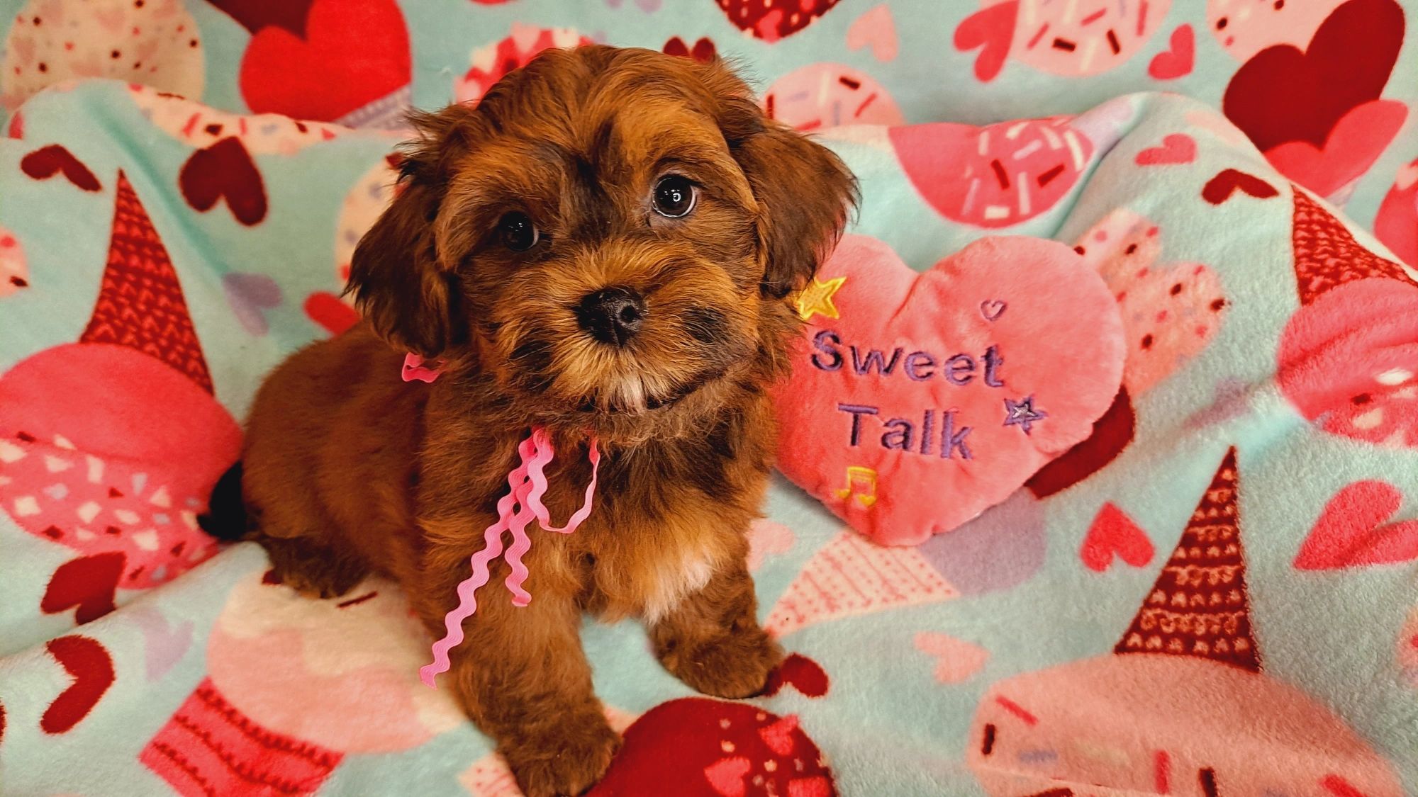 CUPIDS HAVANESE,ohio red HAVANESE PUPPIES, HAVANESE BREEDERS,RED HAVANESE, akc, hypoallergenic,AKC