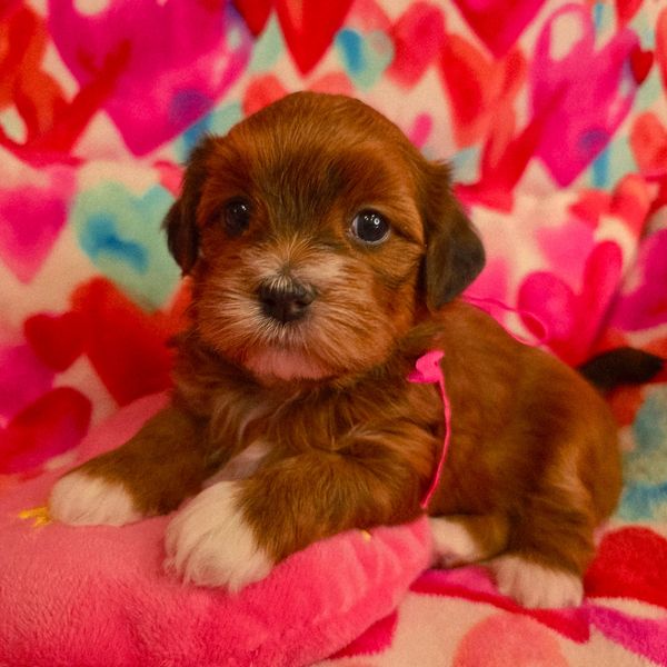 CUPIDS HAVANESE, RED HAVANESE PUPPIES, HAVANESE OHIO, JUBILENT ,HAVANESE NEAR ME,HYPOALLERGENIC DOG