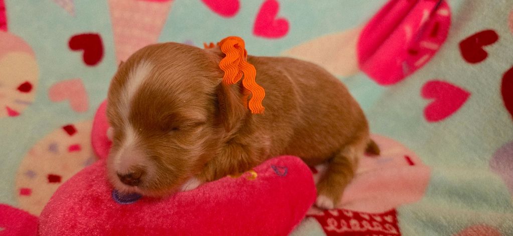 CUPIDS HAVANESE, RED HAVANESE PUPPIES, HAVANESE OHIO, JUBILENT ,HAVANESE NEAR ME,HYPOALLERGENIC DOG