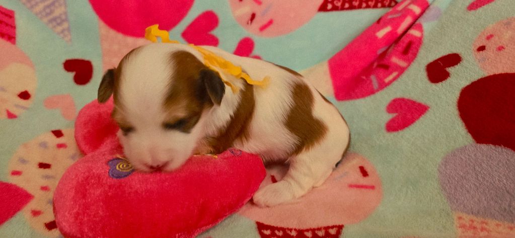 CUPIDS HAVANESE, RED HAVANESE PUPPIES, HAVANESE OHIO, JUBILENT ,HAVANESE NEAR ME,HYPOALLERGENIC DOG