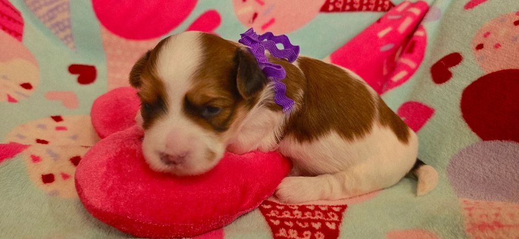 CUPIDS HAVANESE, RED HAVANESE PUPPIES, HAVANESE OHIO, JUBILENT ,HAVANESE NEAR ME,HYPOALLERGENIC DOG