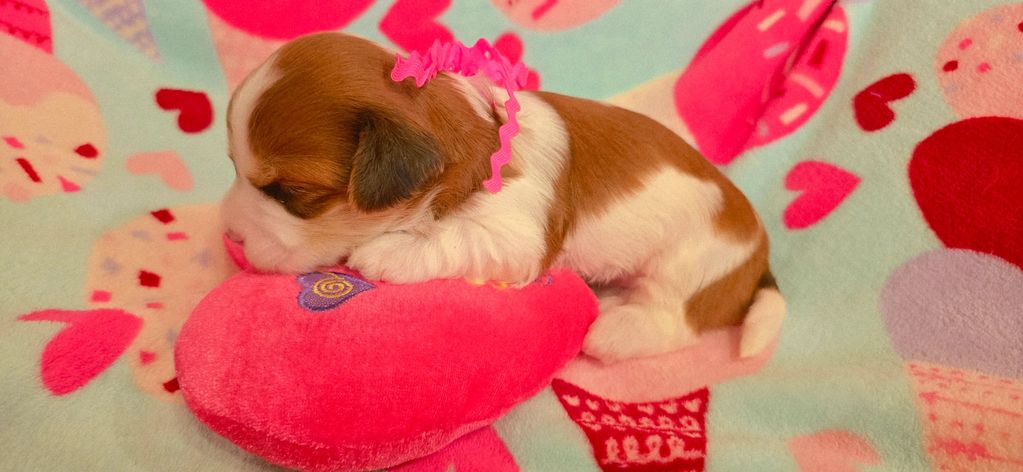 CUPIDS HAVANESE, RED HAVANESE PUPPIES, HAVANESE OHIO, JUBILENT ,HAVANESE NEAR ME,HYPOALLERGENIC DOG