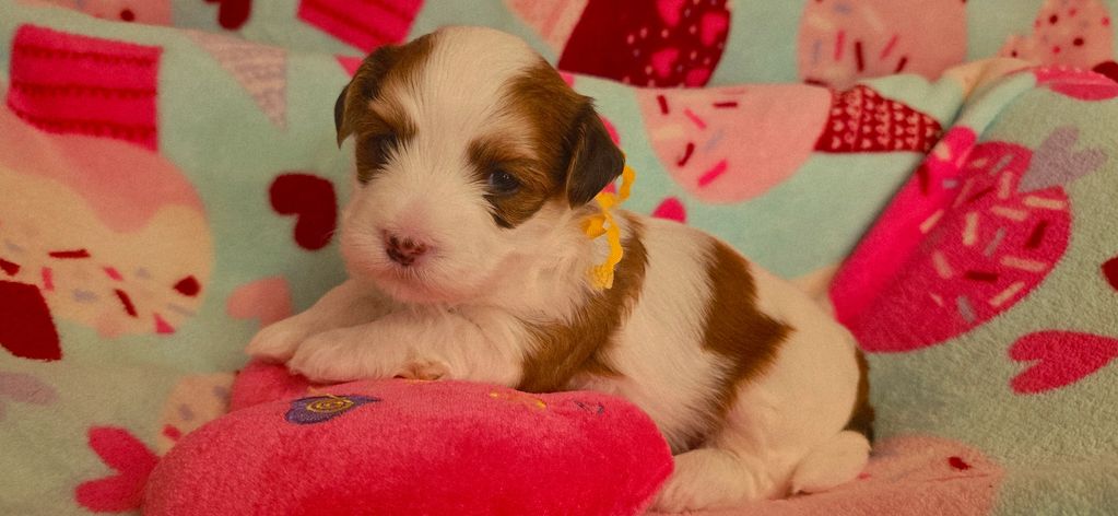 A small puppy with brown and white fur resting on a pink cushion.