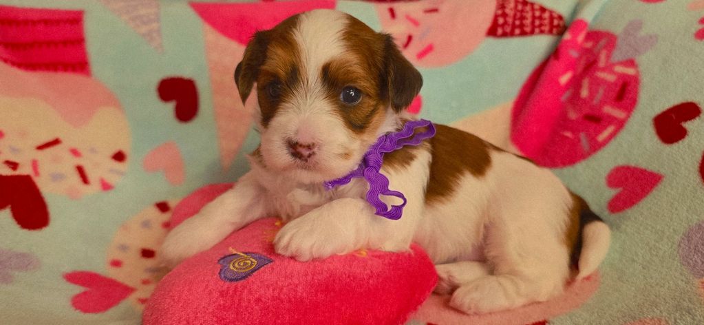 Adorable brown and white puppy with a purple ribbon on a colorful heart-themed blanket.