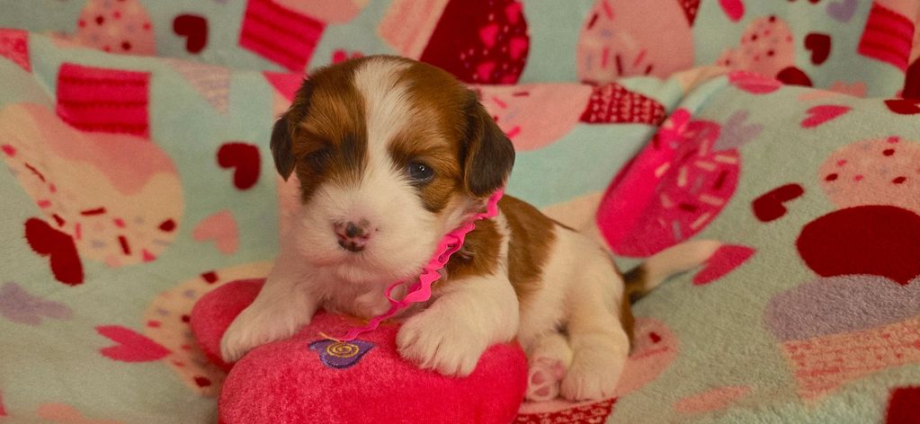 Adorable brown and white puppy resting on a pink heart-shaped pillow.