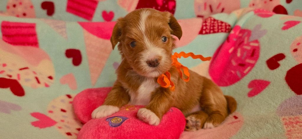 Cute brown puppy with an orange ribbon lying on a colorful heart-patterned blanket.