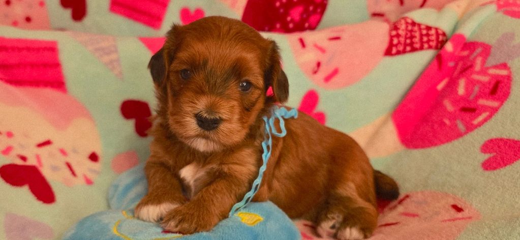 Adorable brown puppy lying on a colorful blanket with hearts and cupcakes.