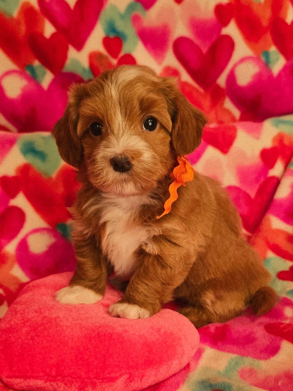 red havanese puppy, havanese ohio, cupids havanese, red Havanese breeder, nonshedding, hypoalergenic