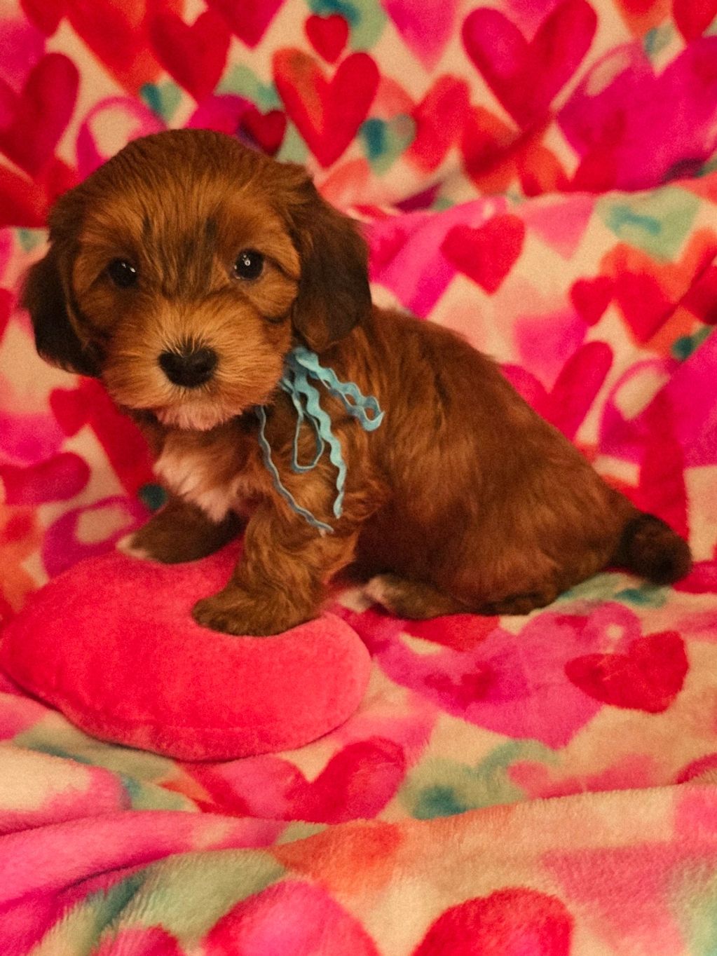 red havanese puppy, havanese ohio, cupids havanese, red Havanese breeder, nonshedding, hypoalergenic